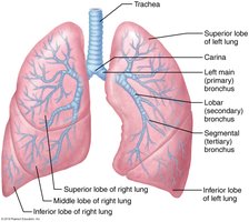 Bronchial branching and carina