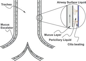 Mucociliary clearance mechanism