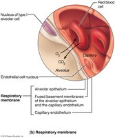 Respiratory membrane and gas exchange