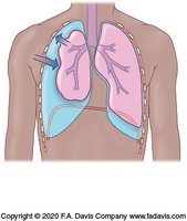 Pleural membranes and lung anatomy