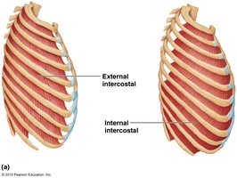 Diaphragm and intercostal muscles