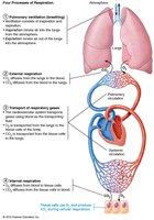 Four processes of respiration and circulation