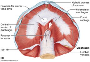 Diaphragm anatomy