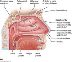 Anatomy of the nasal cavity