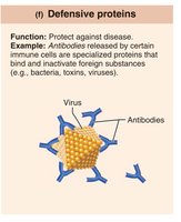 Defensive proteins: antibodies