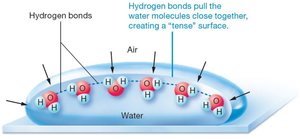 Hydrogen bonds and surface tension at the gas-water boundary