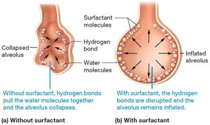 Effect of surfactant on alveolar surface tension