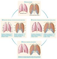 Structure and function of inspiratory muscles in quiet breathing
