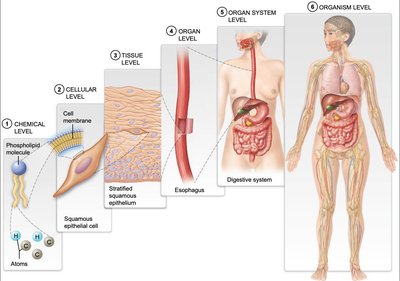Levels of organization from chemical to organism