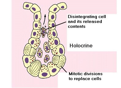 Holocrine secretion mechanism