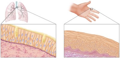 Mucous and cutaneous membranes