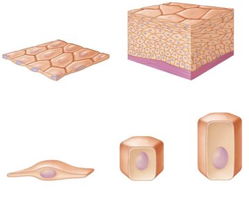 Epithelial tissue classification by layers and shape