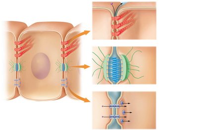 Diagram of tight junctions, desmosomes, and gap junctions