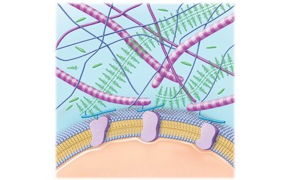 Extracellular matrix with protein fibers and ground substance