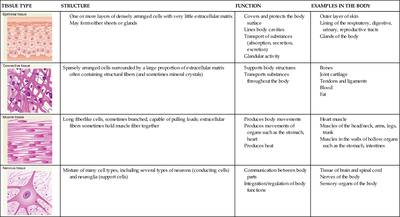 Table summarizing the four basic tissue types