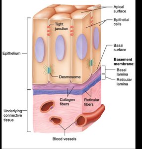 Diagram of epithelial tissue structure with basement membrane