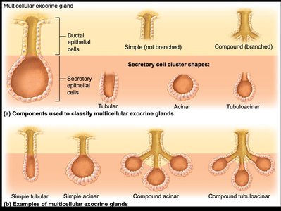 Classification of multicellular exocrine glands