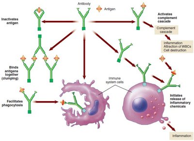 Complement cascade causing cell lysis
