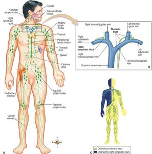 Anatomical overview of lymphatic vessels and ducts