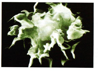 Description of dendritic cell as APC