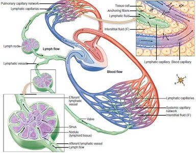 Lymphatic system in fluid homeostasis