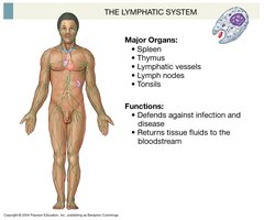 Lymphatic system
