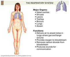 Respiratory system
