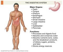 Digestive system