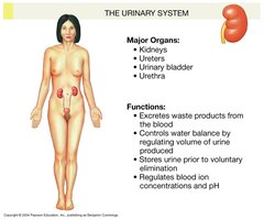 Urinary system