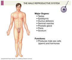 Male reproductive system
