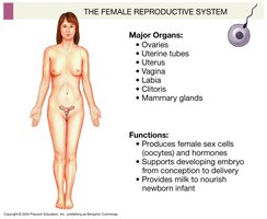 Female reproductive system