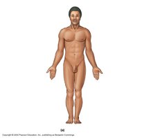 Anatomical position
