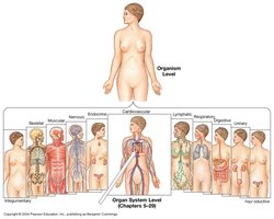 Organism and organ system levels