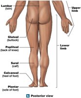 Posterior anatomical landmarks lower body