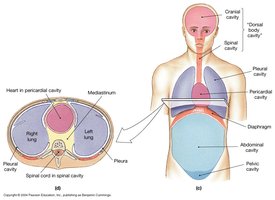 Body cavities transverse and frontal view