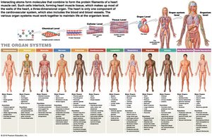 Overview of organ systems
