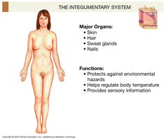 Integumentary system