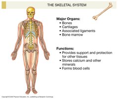 Skeletal system