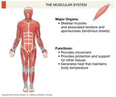 Muscular system
