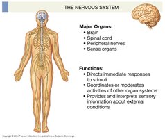 Nervous system