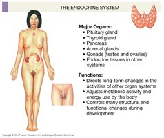 Endocrine system