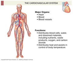 Cardiovascular system