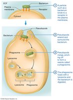 Phagocytosis
