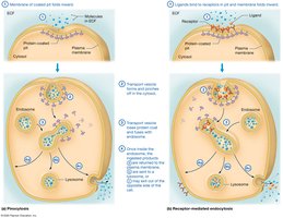 Pinocytosis and receptor-mediated endocytosis
