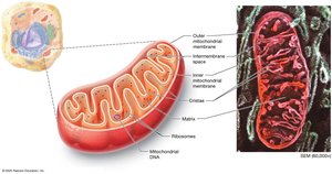 Mitochondrion structure