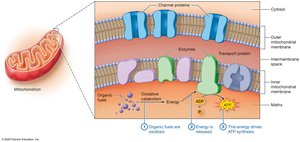 Mitochondrion function