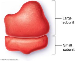 Ribosome structure