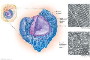 Endoplasmic reticulum