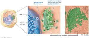 Golgi apparatus