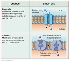 Functions of membrane proteins